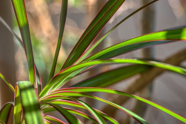 Dracena je skvělým zeleným doplňkem interiéru