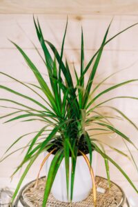 dracena