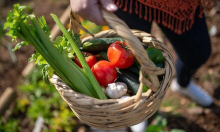Jak pěstovat řapíkatý celer – tipy pro bohatou sklizeň